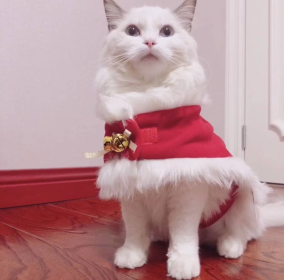 Merry Christmas Pets Beautiful Clothes (Color: Red/White, size: large)