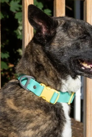 Island Vibes Waterproof Dog Collar (size: 13 - 15 inch)