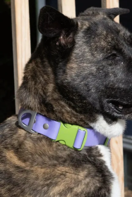 Lavender Garden Waterproof Dog Collar (size: 15 - 17 inch)